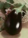 v_eggplant.jpg